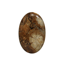 Bois fossilisé