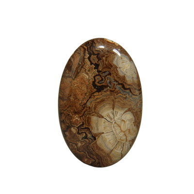 Bois fossilisé